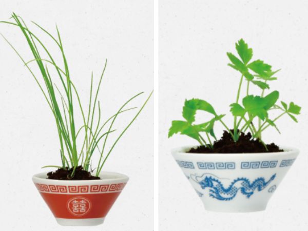 栽培セットで育った薬味（ネギ、ミツバ）